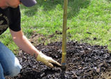 Do your trees need mulch?
